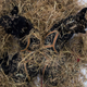 Pups sleeping in hay.